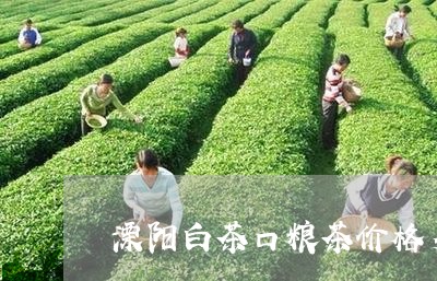 溧阳白茶口粮茶价格多少/2023102708572