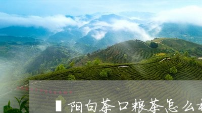 溧阳白茶口粮茶怎么样/2023100318150