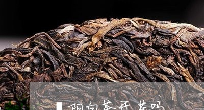 溧阳白茶开花吗/2023060324040