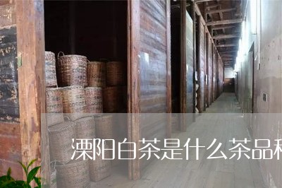 溧阳白茶是什么茶品种/2023100275159