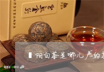 溧阳白茶是哪儿产的茶/2023100289696