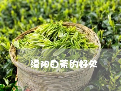 溧阳白茶的好处/2023060336251