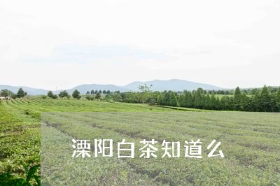 溧阳白茶知道么/2023060351726