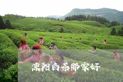 溧阳白茶那家好/2023060369602