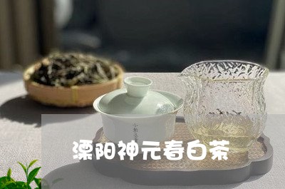 溧阳神元春白茶/2023060313026