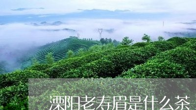 溧阳老寿眉是什么茶/2023120416271