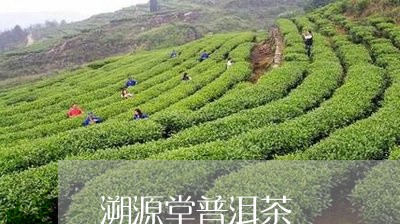 溯源堂普洱茶/2023042714083