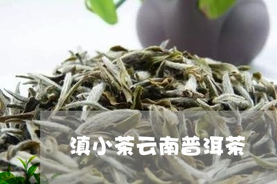 滇小茶云南普洱茶/2023101690723