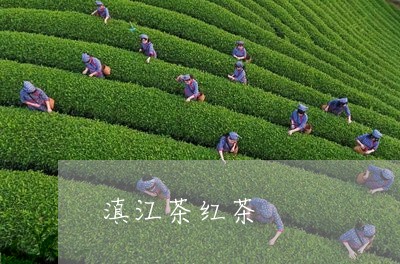 滇江茶红茶/2023090237249