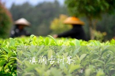 滇润古树茶/2023041707953