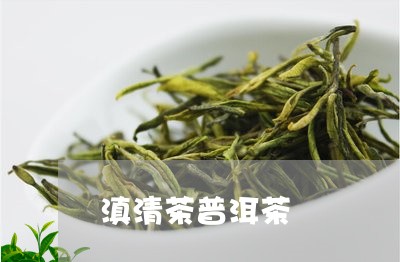 滇清茶普洱茶/2023042767419