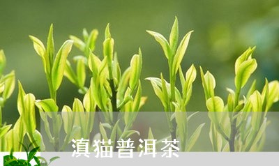 滇猫普洱茶/2023102575026