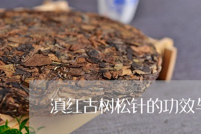 滇红古树松针的功效与作用/2023051025139