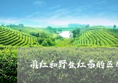 滇红和野生红茶的区别/2023061359384