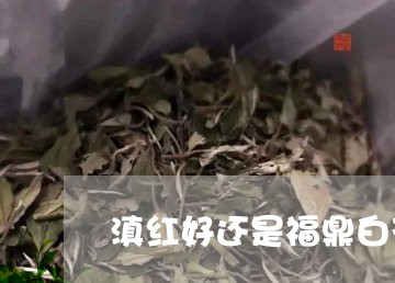 滇红好还是福鼎白茶好/2023120884026