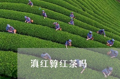 滇红算红茶吗/2023090693160