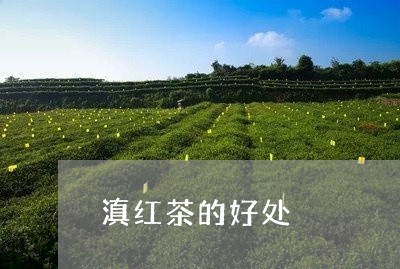 滇红茶的好处/2023090659403