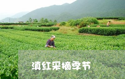 滇红采摘季节/2023090623717