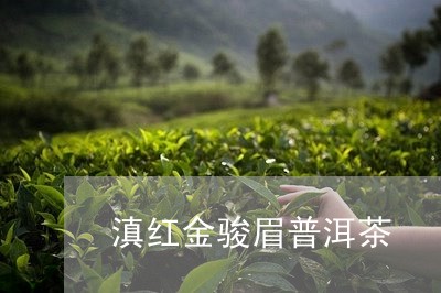 滇红金骏眉普洱茶/2023080297681