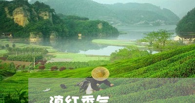 滇红香气/2023121869581