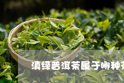 滇绿普洱茶属于哪种茶/2023080218493