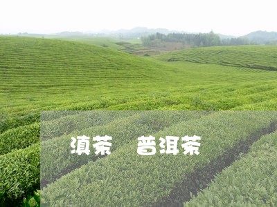 滇茶巭普洱茶/2023042857153