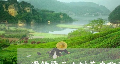 滑竹梁子古树茶在哪里/2023071607360