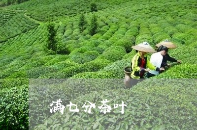 满七分茶叶/2023090240593