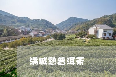 满城熟普洱茶/2023042873894