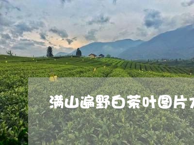 满山遍野白茶叶图片大全/2023102892836