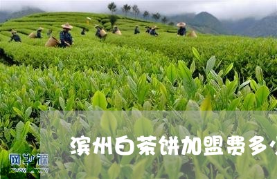 滨州白茶饼加盟费多少钱/2023102734837