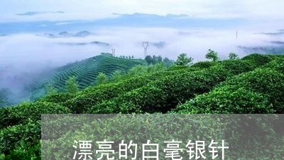 漂亮的白毫银针/2023112498160