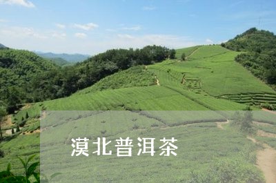 漠北普洱茶/2023090541815