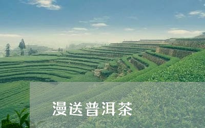 漫送普洱茶/2023081876058