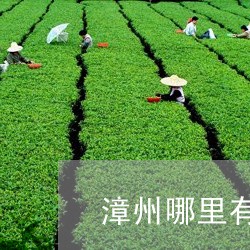 漳州哪里有普洱茶买的地方/2023121846268