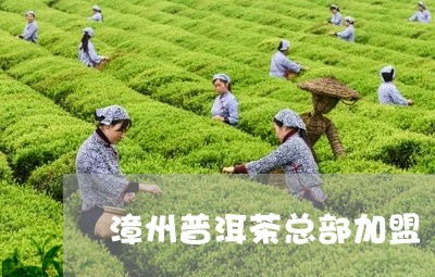 漳州普洱茶总部加盟/2023042820514