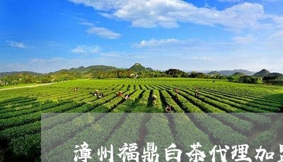 漳州福鼎白茶代理加盟店/2023102857452