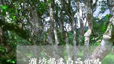 潍坊福建白茶价格/2023090563836