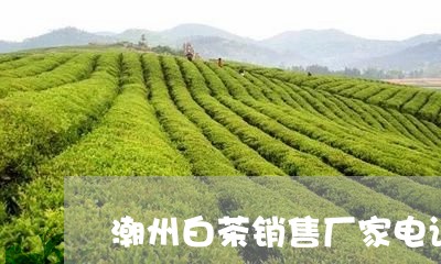 潮州白茶销售厂家电话/2023100214816