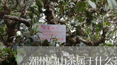 潮州高山茶属于什么茶/2023060744959