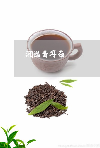 潮湿普洱茶/2023090501716