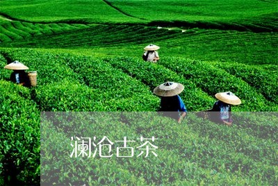 澜沧古茶/2023110878413