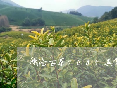 澜沧古茶0085真假/2023092050695