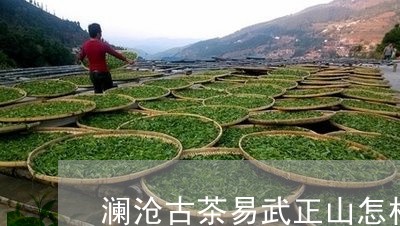 澜沧古茶易武正山怎样/2023092328605