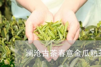 澜沧古茶春意金瓜熟茶/2023092291848