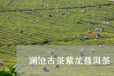 澜沧古茶紫龙普洱茶/2023120518392