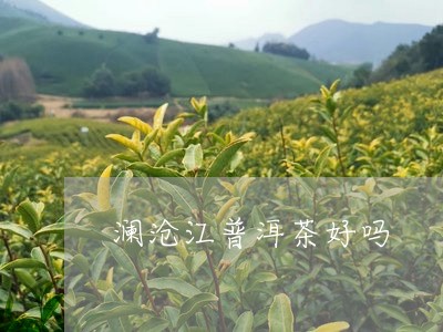 澜沧江普洱茶好吗/2023083124838