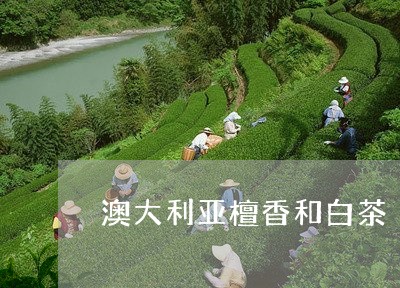 澳大利亚檀香和白茶/2023072182795