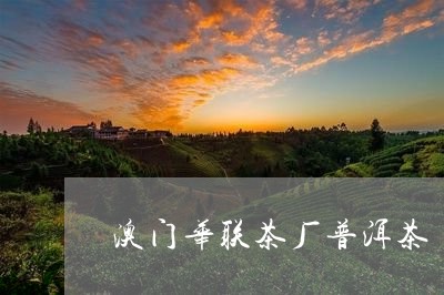 澳门华联茶厂普洱茶/2023110712836