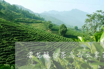 濛龙毓白茶高山云雾茶/2023100258782